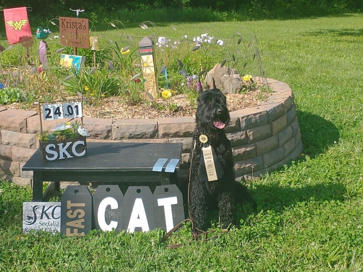 Giant Schnauzer Puppies breeder image 4