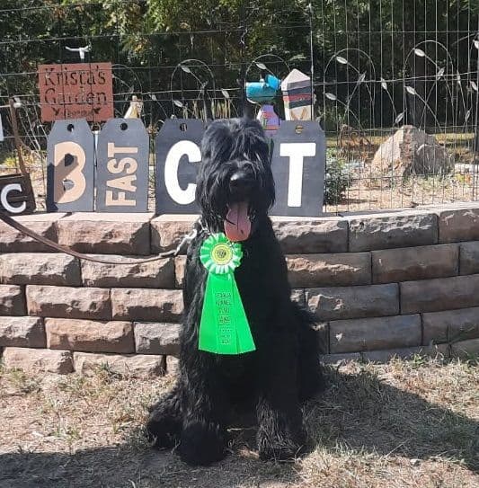 Giant Schnauzer Puppies media 2