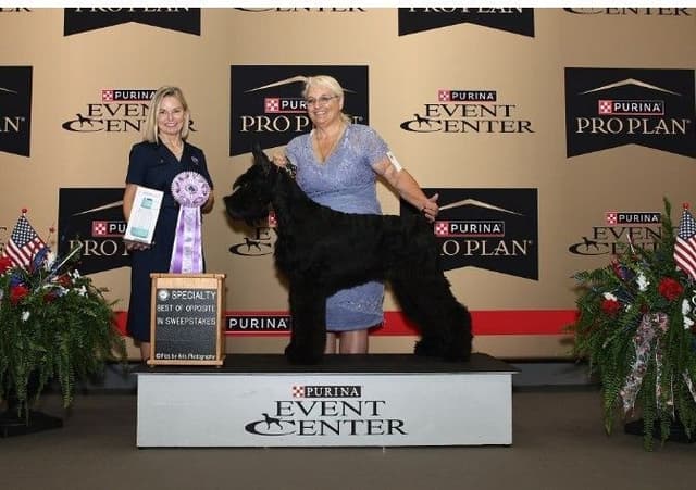 Giant Schnauzer Puppies media 3