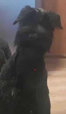 Giant Schnauzer Puppies media 5