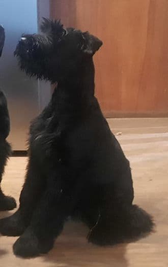 Giant Schnauzer Puppies media 6