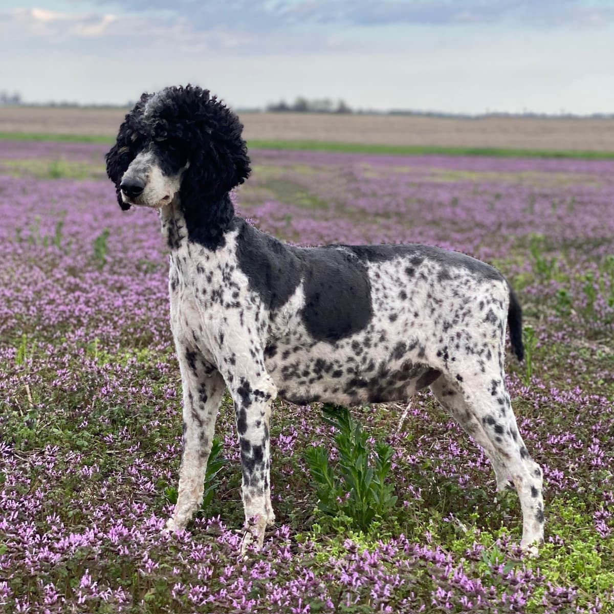 Standard Parti Poodle Puppies with 3-Year Health Warranty breeder image 3