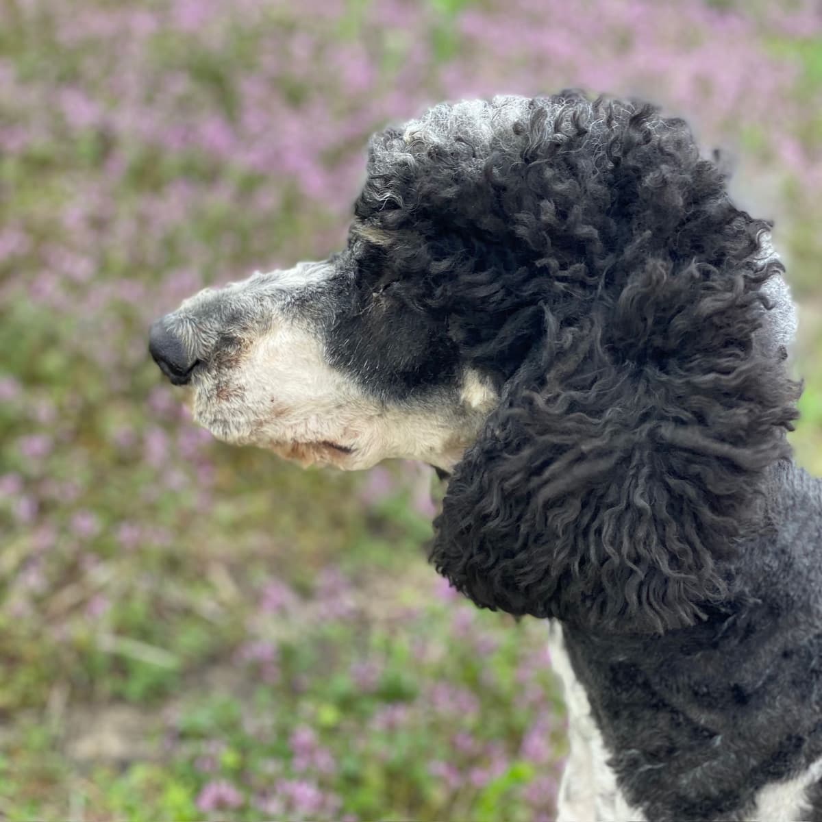Standard Parti Poodle Puppies with 3-Year Health Warranty breeder image 13