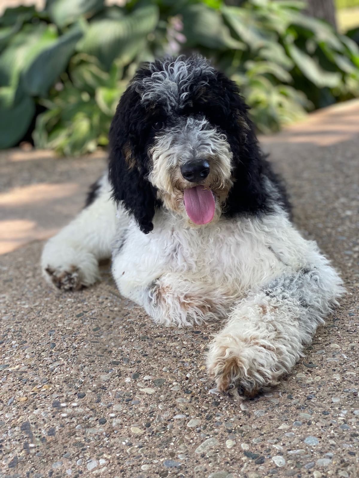Standard Parti Poodle Puppies with 3-Year Health Warranty breeder image 6