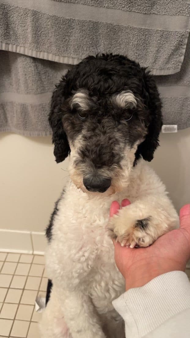 Standard Parti Poodle Puppies with 3-Year Health Warranty breeder image 4