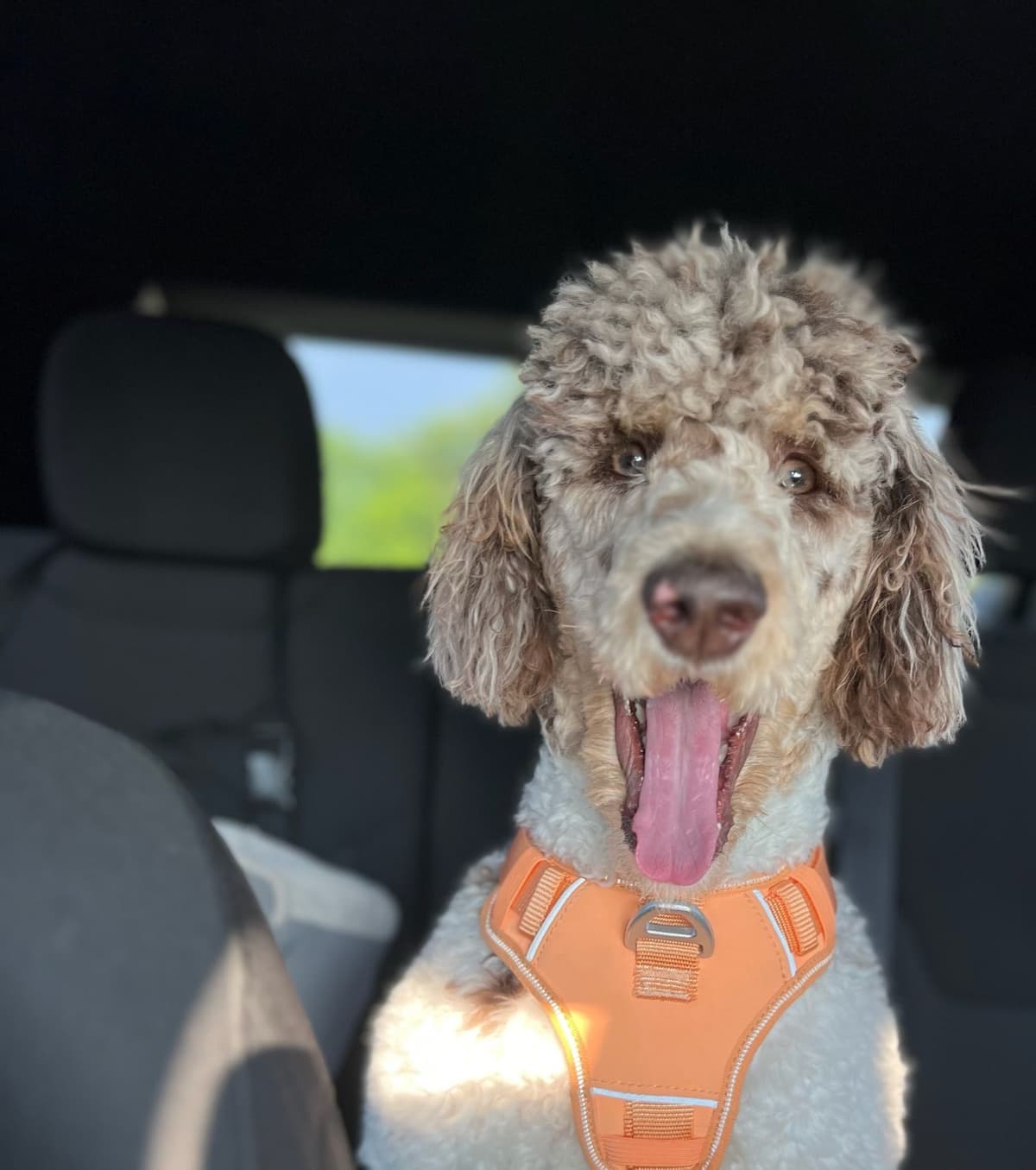 Standard Parti Poodle Puppies with 3-Year Health Warranty breeder image 8