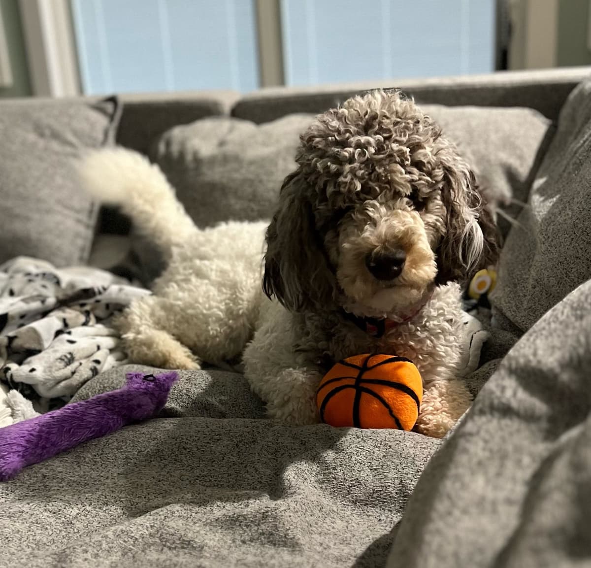 Standard Parti Poodle Puppies with 3-Year Health Warranty breeder image 11