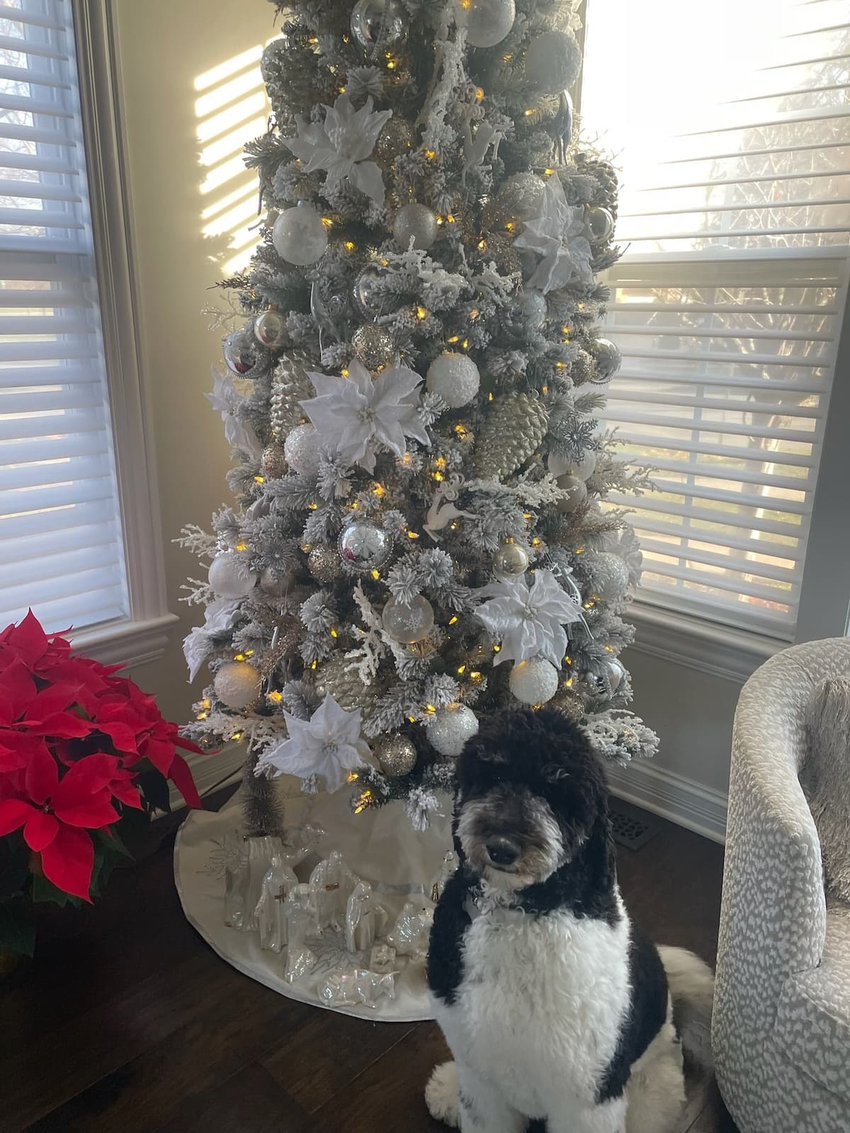 Standard Parti Poodle Puppies with 3-Year Health Warranty breeder image 9