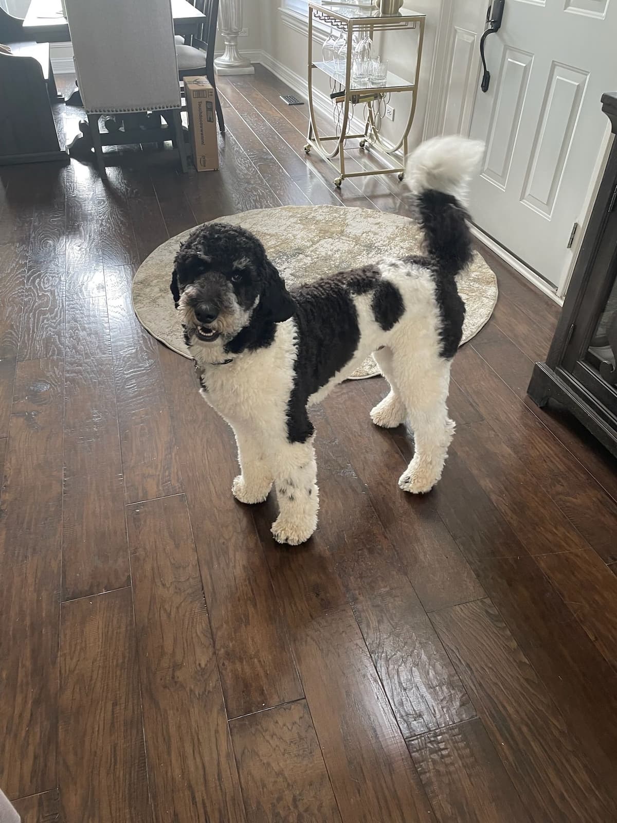 Standard Parti Poodle Puppies with 3-Year Health Warranty breeder image 2
