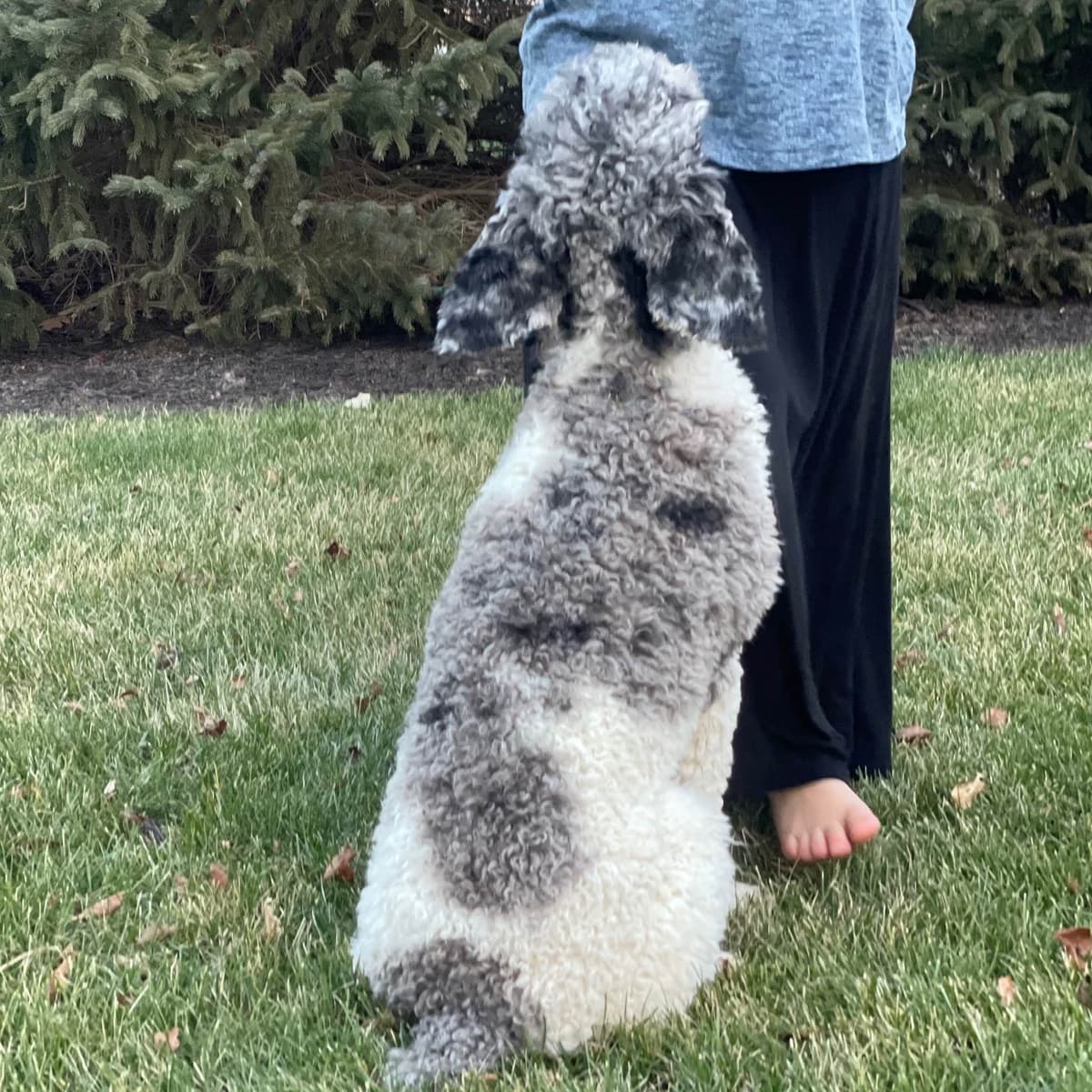 Standard Parti Poodle Puppies with 3-Year Health Warranty breeder image 14