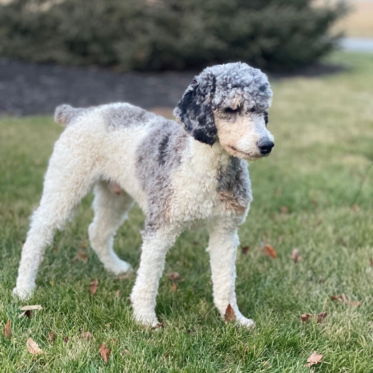Standard Parti Poodle Puppies with 3-Year Health Warranty breeder image 1