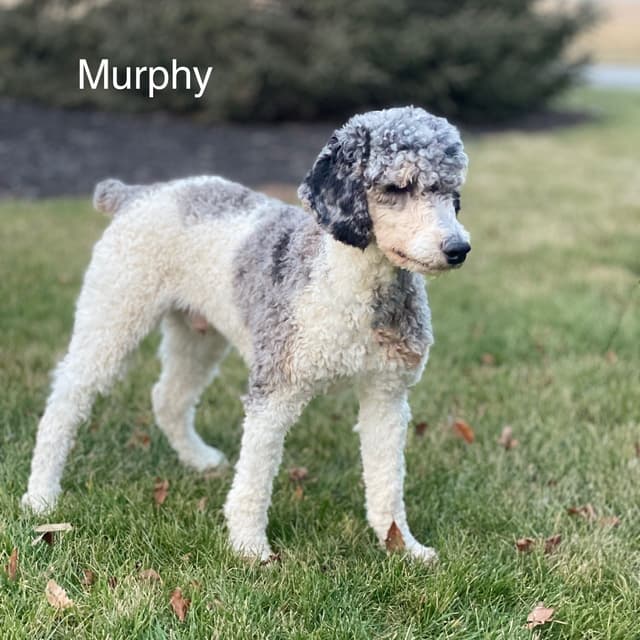 Standard Parti Poodle Puppies with 3 year health warranty media 28