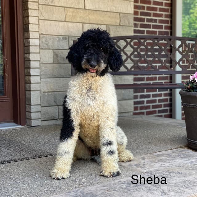 Standard Parti Poodle Puppies with 3 year health warranty media 27