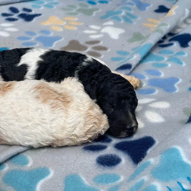 Standard Parti Poodle Puppies with 3-Year Health Warranty media 3