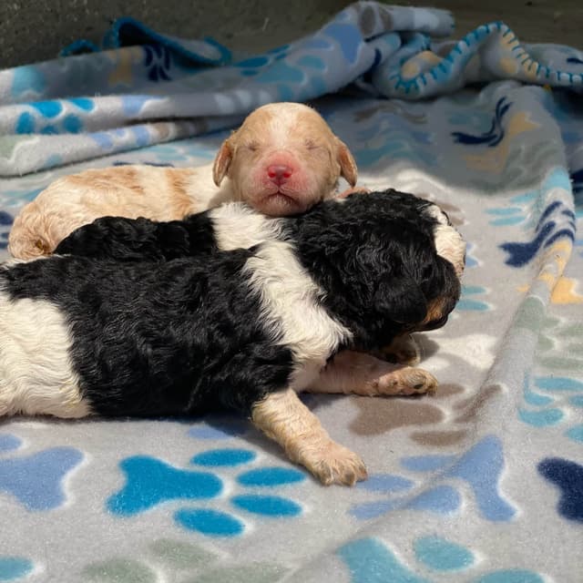 Standard Parti Poodle Puppies with 3-Year Health Warranty media 5