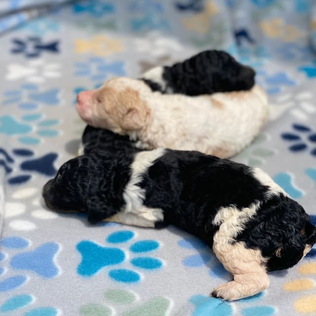 Standard Parti Poodle Puppies with 3-Year Health Warranty media 4