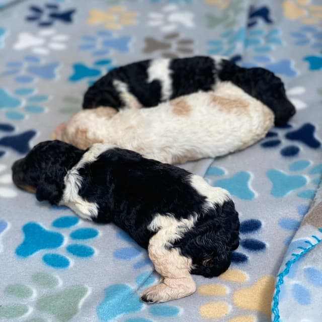 Standard Parti Poodle Puppies with 3-Year Health Warranty media 2