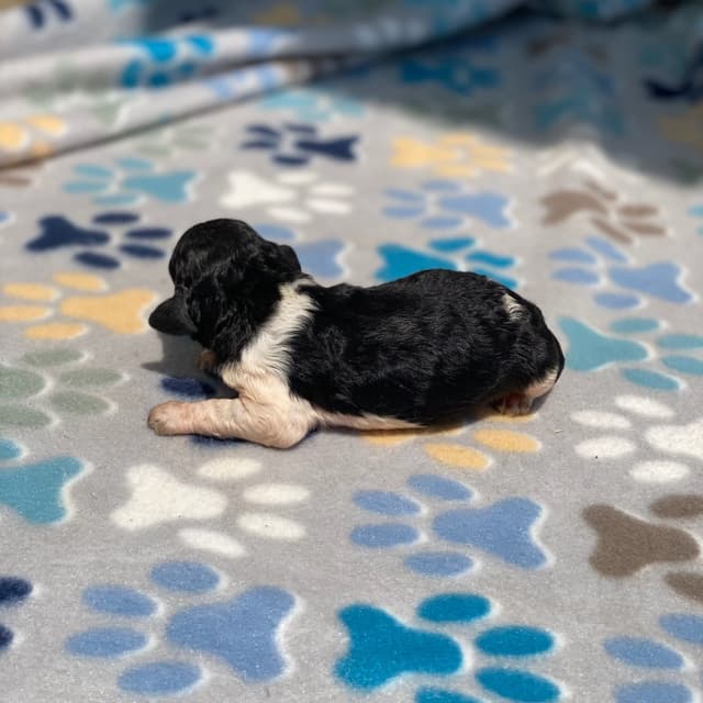 Standard Parti Poodle Puppies with 3-Year Health Warranty media 15