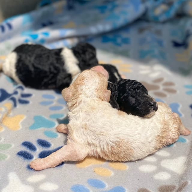 Standard Parti Poodle Puppies with 3-Year Health Warranty media 7