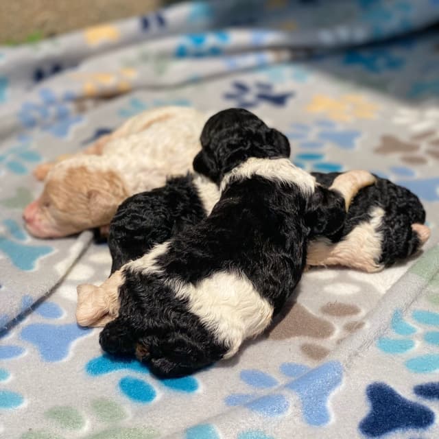 Standard Parti Poodle Puppies with 3-Year Health Warranty media 6