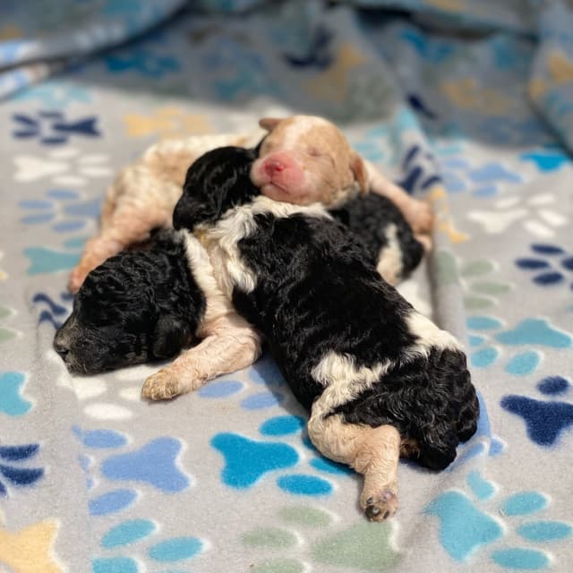 Standard Parti Poodle Puppies with 3-Year Health Warranty media 8