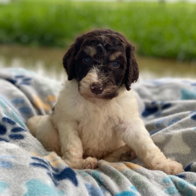 Standard Parti Poodle Puppies with 3 year health warranty media 3