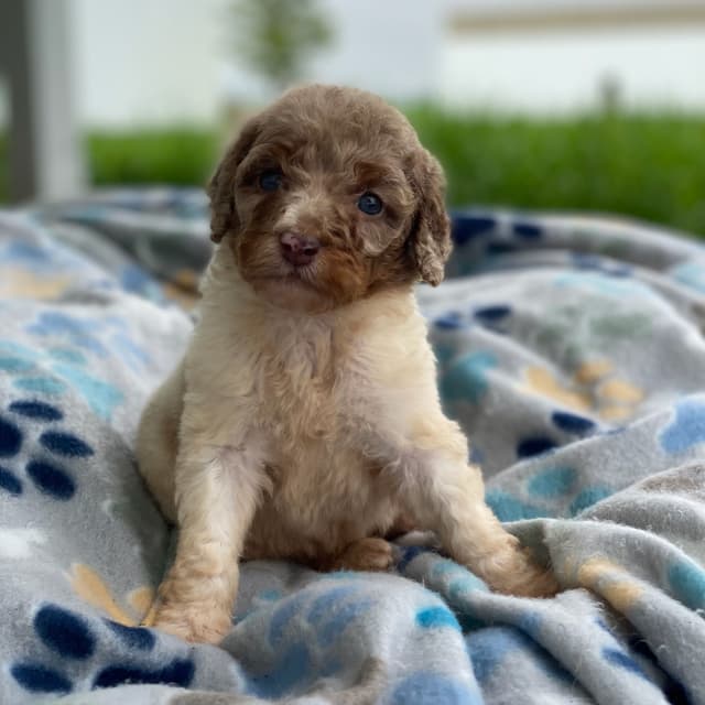 Standard Parti Poodle Puppies with 3 year health warranty media 7
