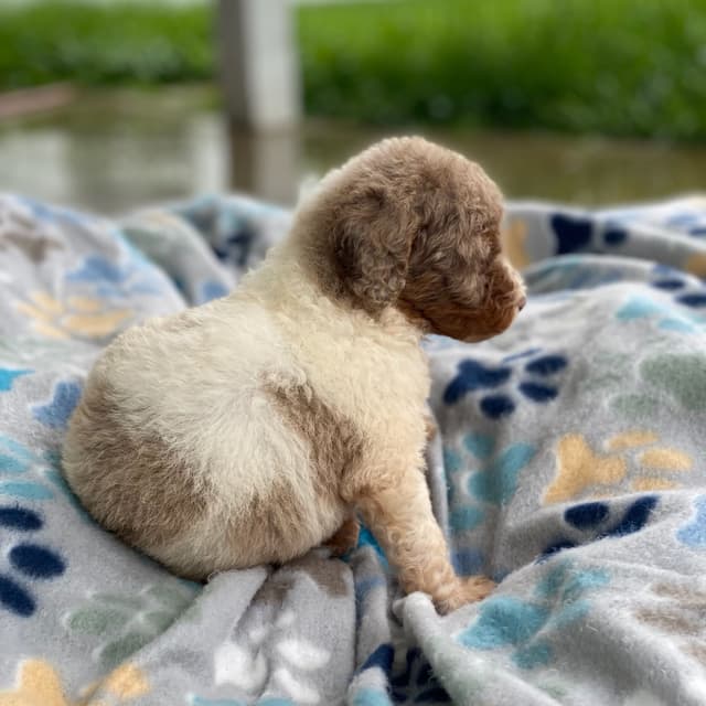 Standard Parti Poodle Puppies with 3 year health warranty media 8