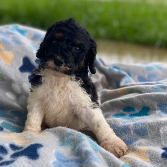 Standard Parti Poodle Puppies with 3 year health warranty media 14