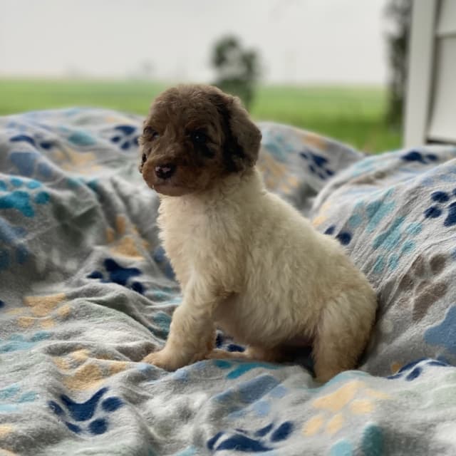Standard Parti Poodle Puppies with 3 year health warranty media 17