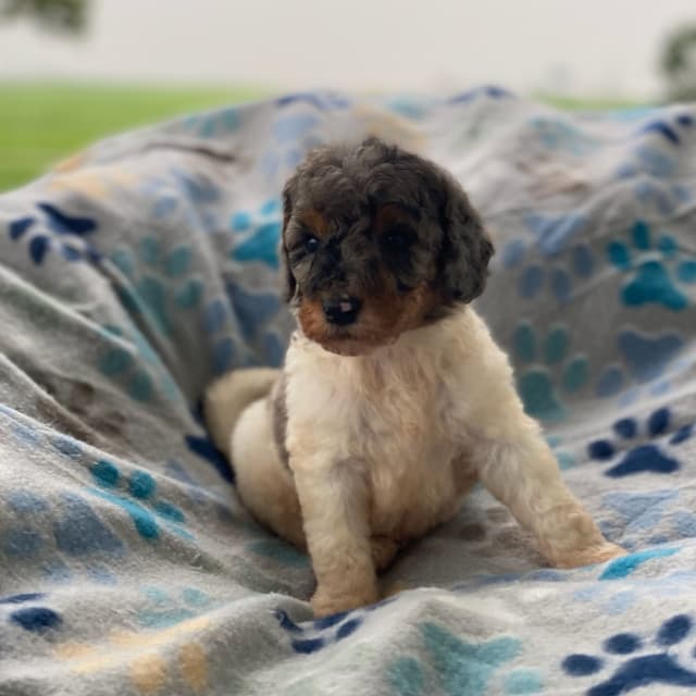 Standard Parti Poodle Puppies with 3 year health warranty media 21