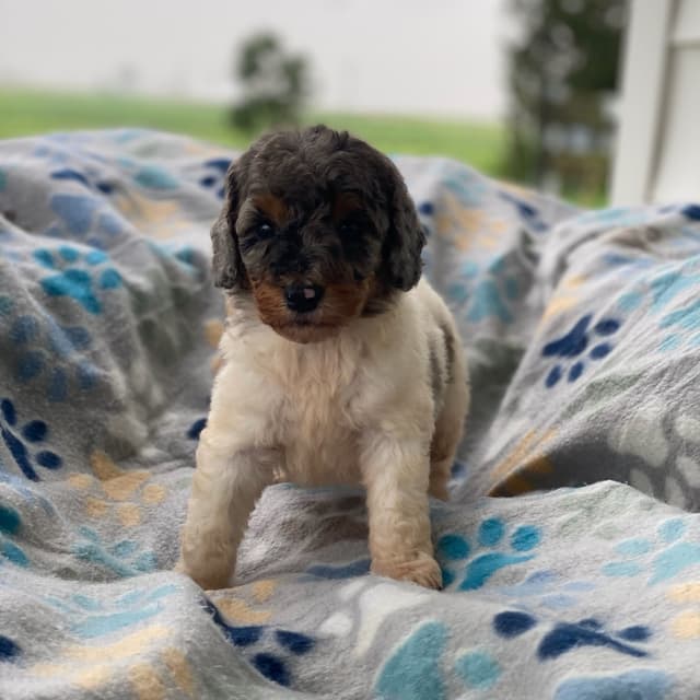 Standard Parti Poodle Puppies with 3 year health warranty media 23