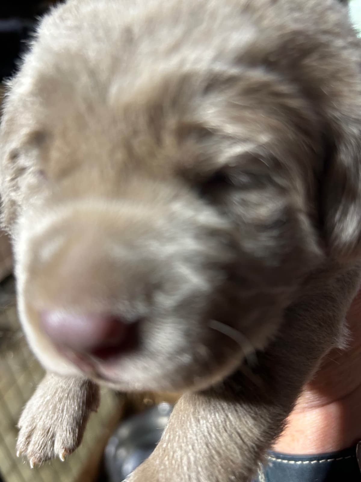 Labrador Retriever Puppies breeder image 1