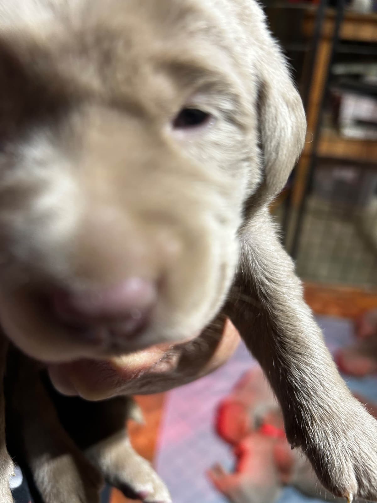 Labrador Retriever Puppies breeder image 3