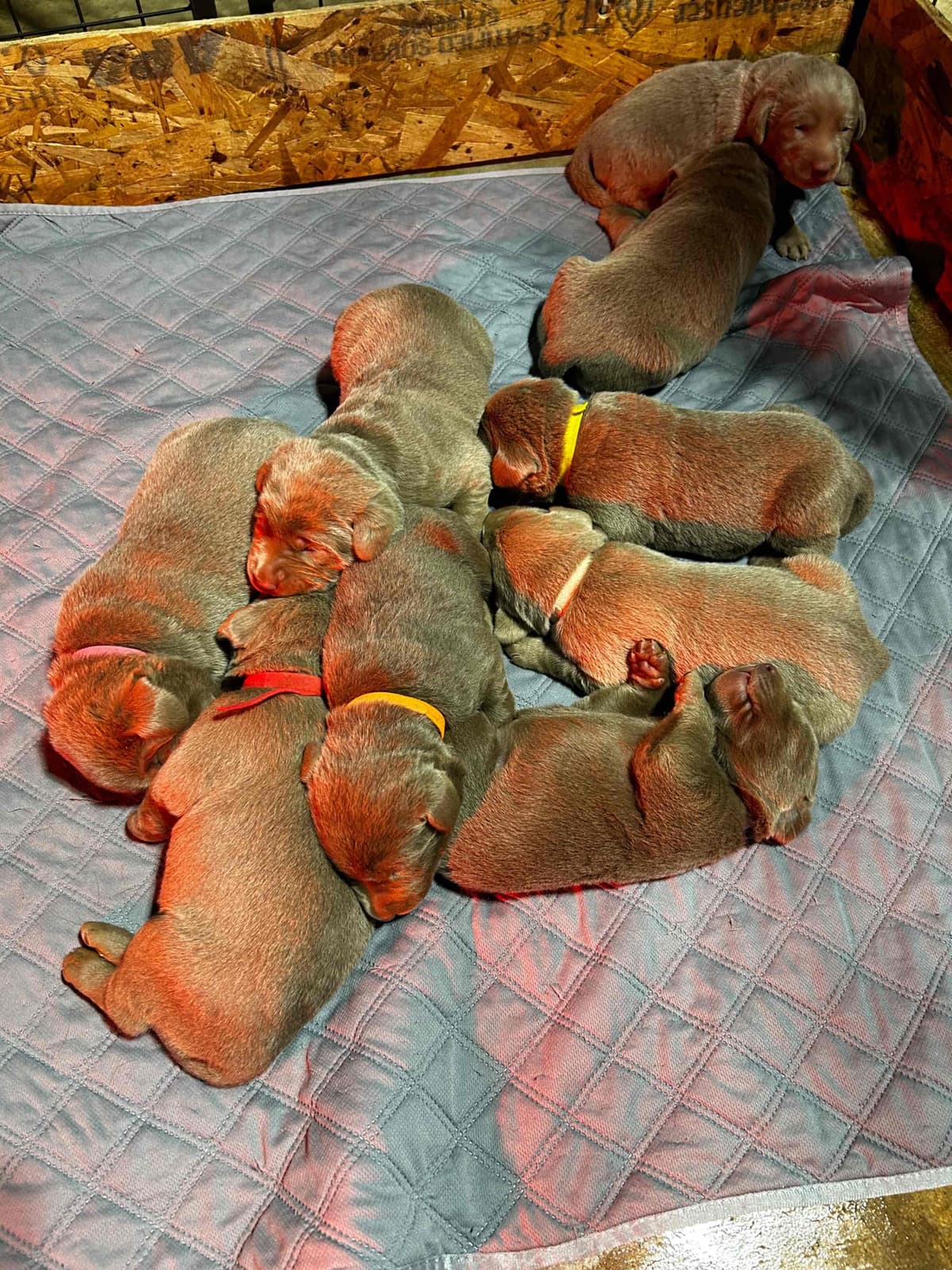 Labrador Retriever Puppies breeder image 4