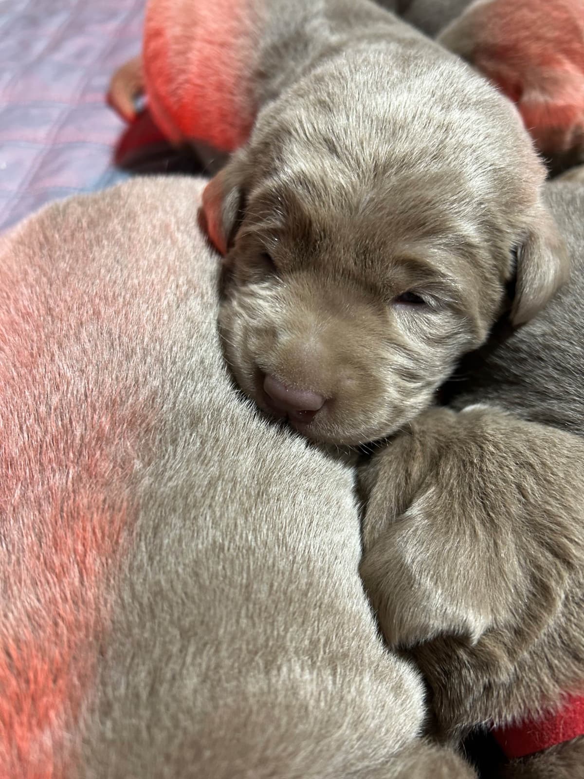 Labrador Retriever Puppies breeder image 5