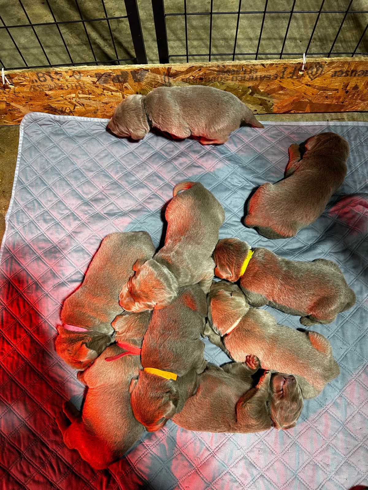 Labrador Retriever Puppies breeder image 7