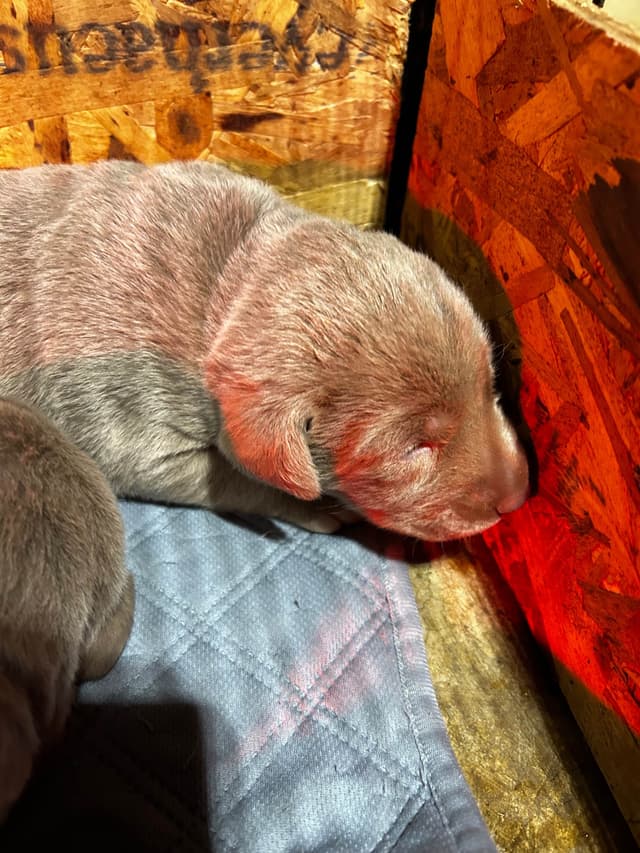 Labrador Retriever Puppies media 4