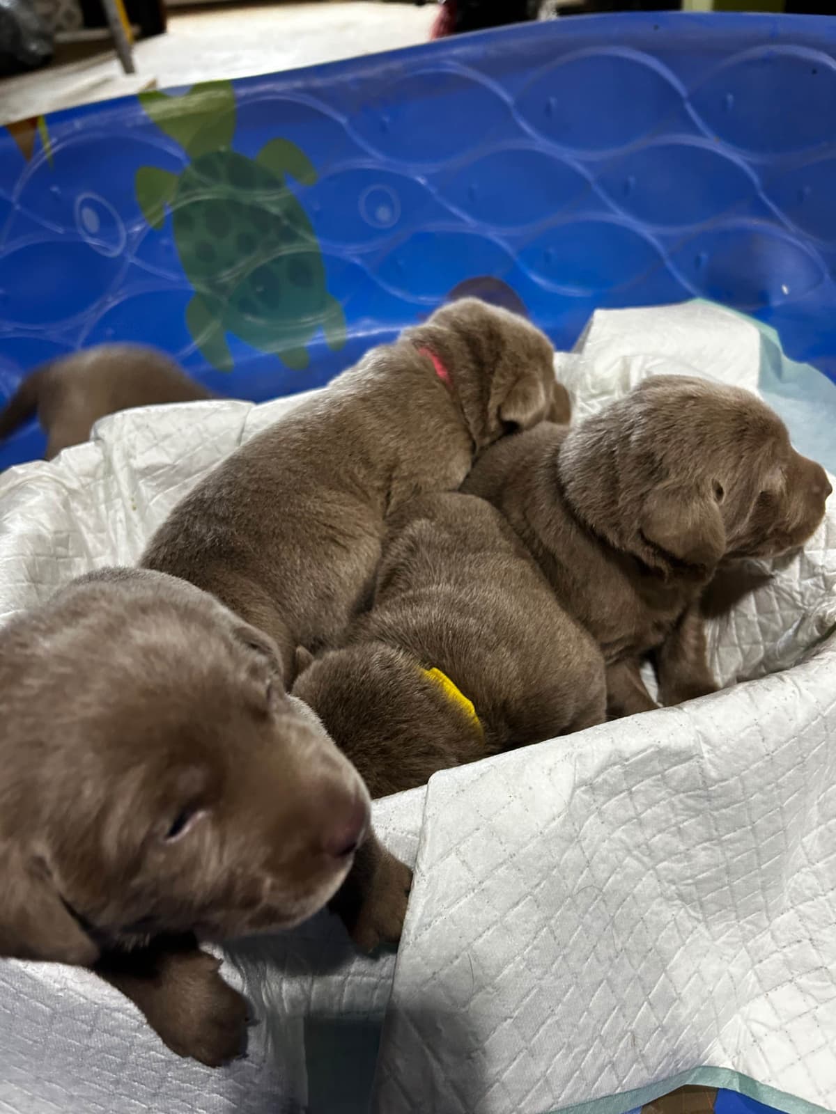 Labrador Retriever Puppies breeder image 8