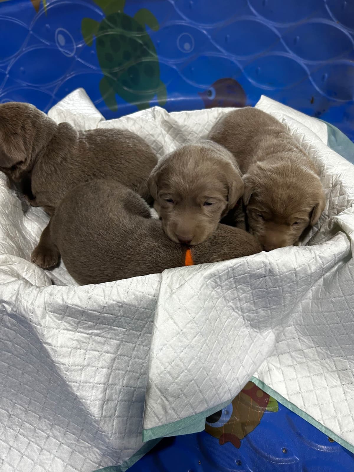 Labrador Retriever Puppies breeder image 10