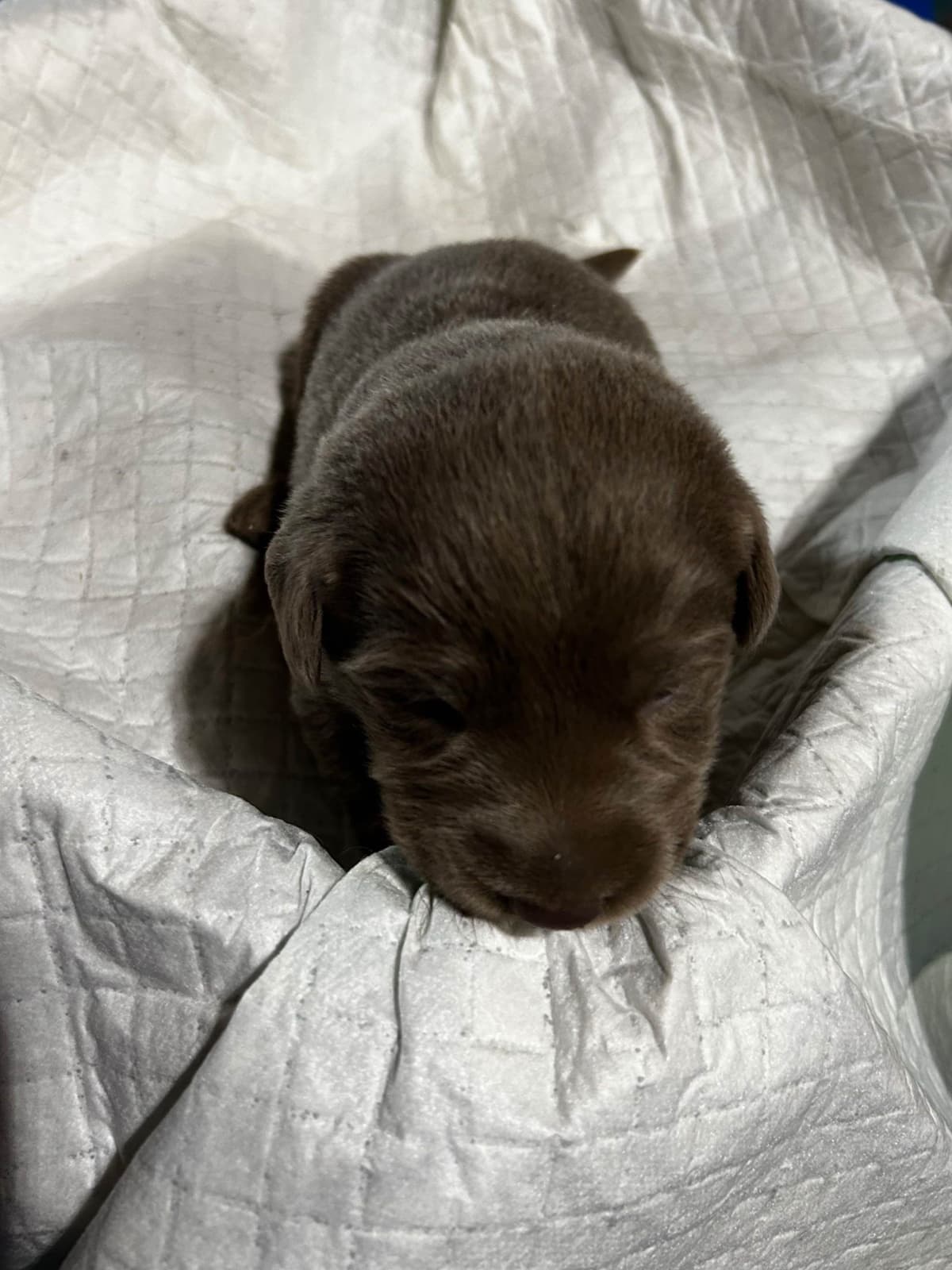 Labrador Retriever Puppies breeder image 9