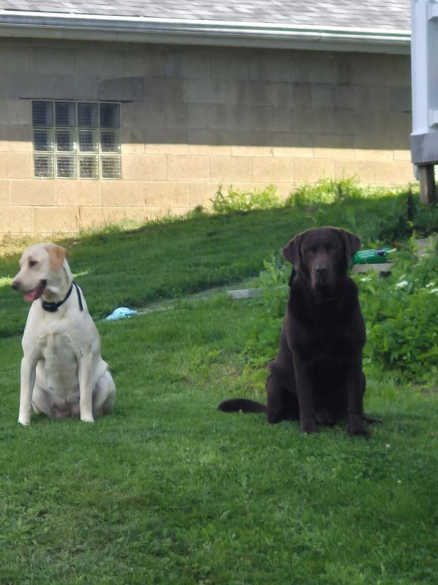 Black Labrador Retriever Puppies media 3