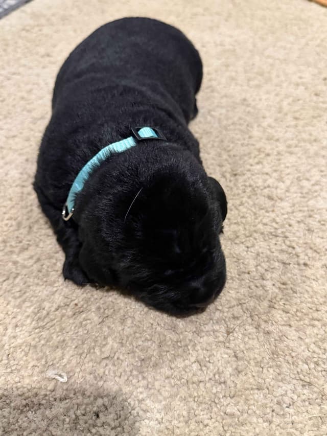 Black Labrador Retriever Puppies media 2