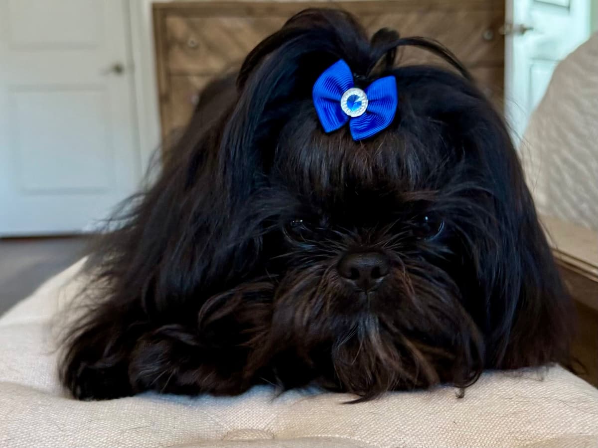 Shih Tzu Puppies breeder image 1