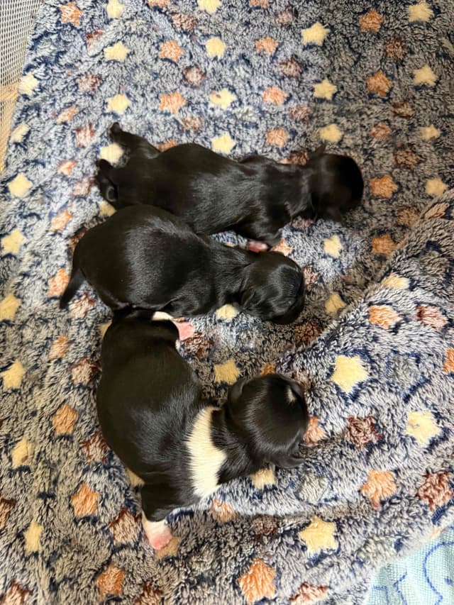 Shih Tzu Puppies media 2