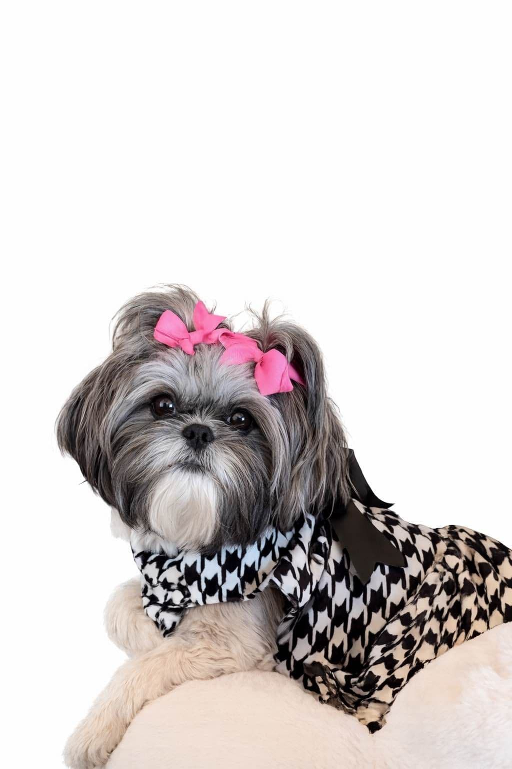 Shih Tzu Puppies breeder image 4