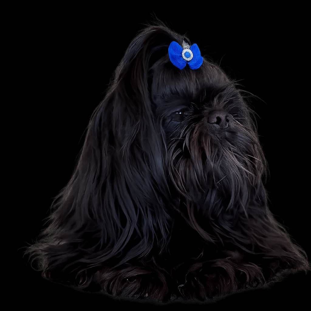 Shih Tzu Puppies breeder image 9