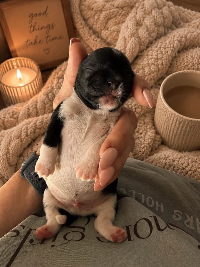 Shih Tzu Puppies media 4