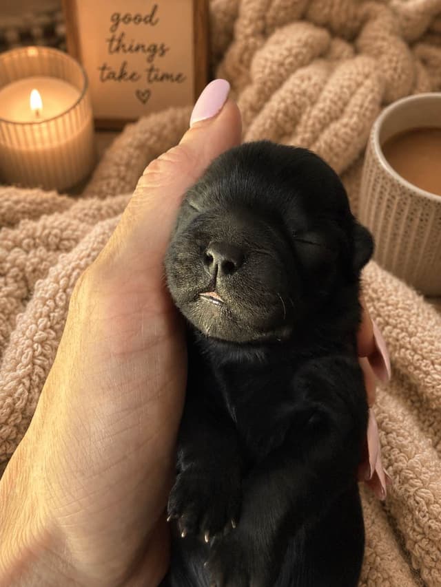 Shih Tzu Puppies media 6