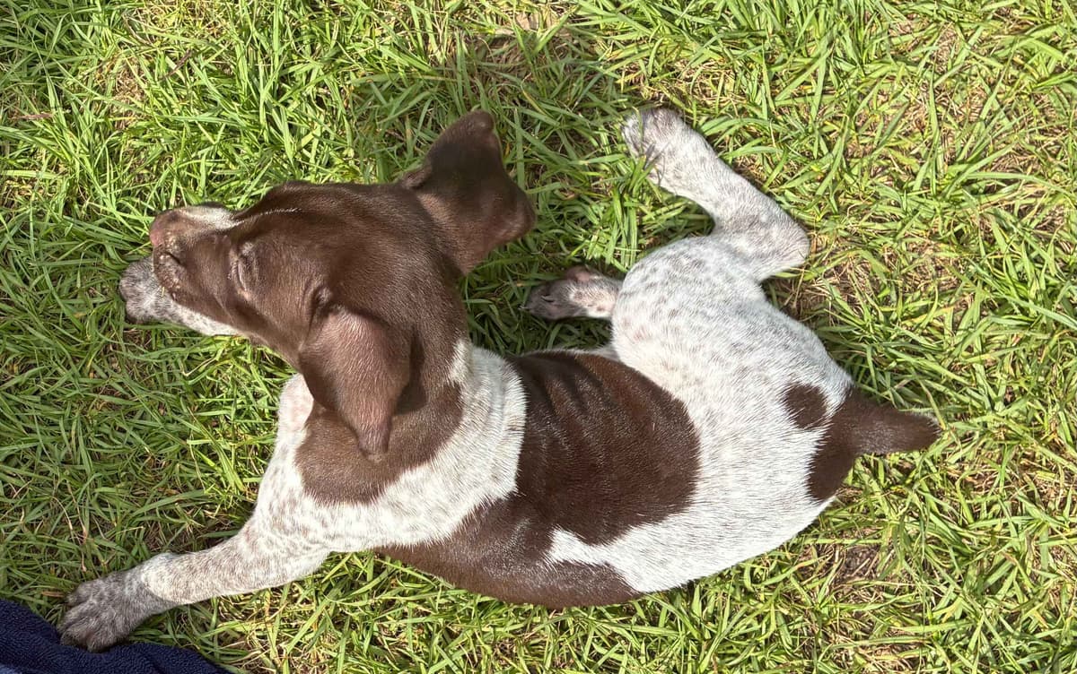 German Shorthaired Pointer Puppies breeder image 1